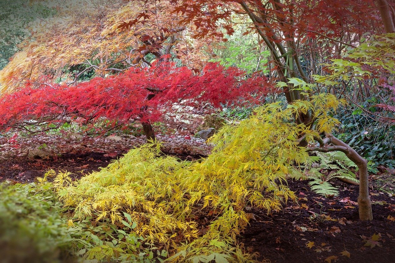 Colorful foliage in a garden, featuring trees with red, yellow, and green leaves over a soil-covered ground.